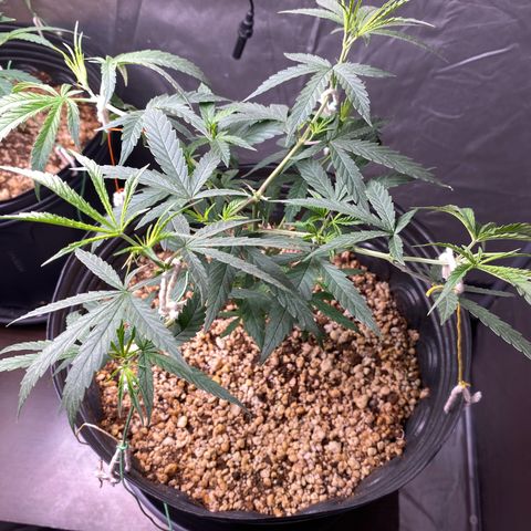 MD growlog timeline photo