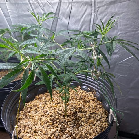 MD growlog timeline photo