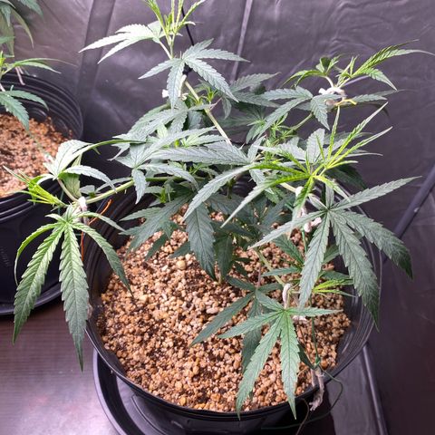 MD growlog timeline photo