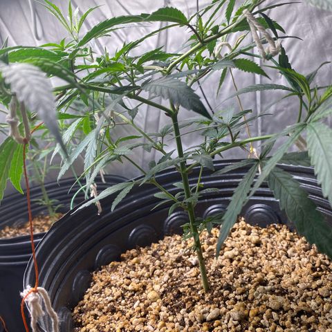 MD growlog timeline photo