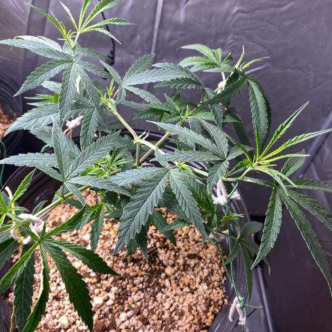 MD growlog timeline photo