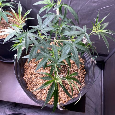 MD growlog timeline photo