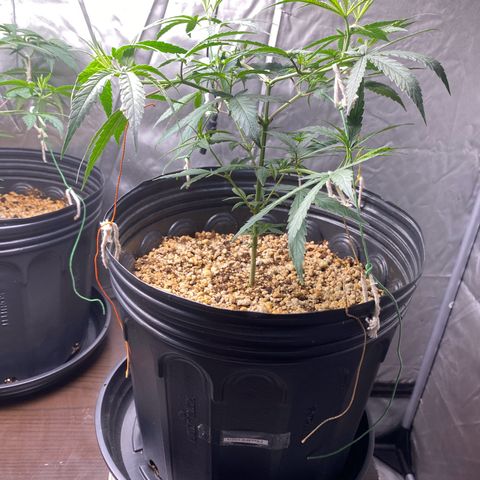 MD growlog timeline photo