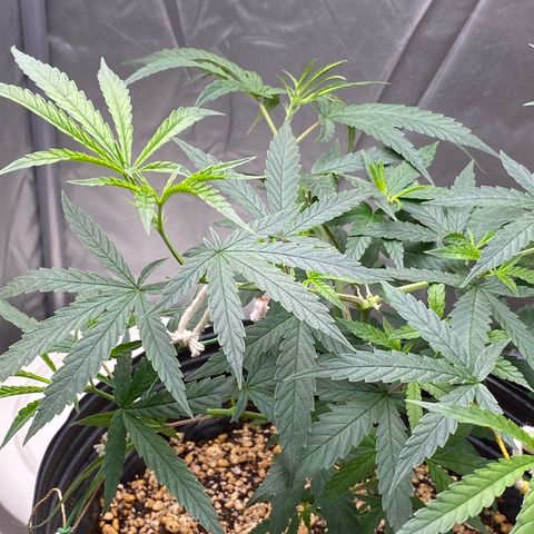 MD growlog timeline photo
