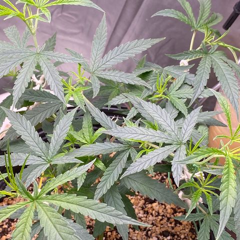 MD growlog timeline photo