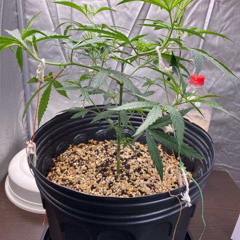 MD growlog timeline photo