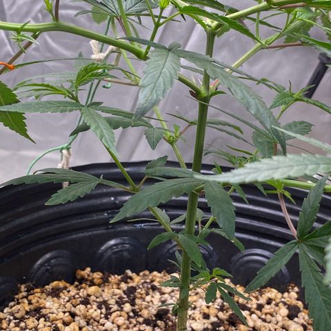 MD growlog timeline photo