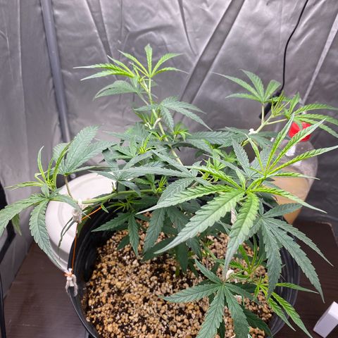 MD growlog timeline photo