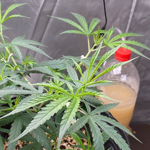 MD growlog timeline photo