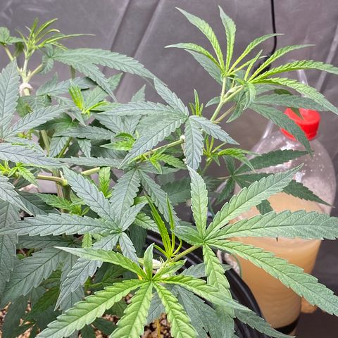 MD growlog timeline photo
