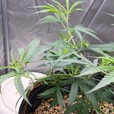 MD growlog timeline photo