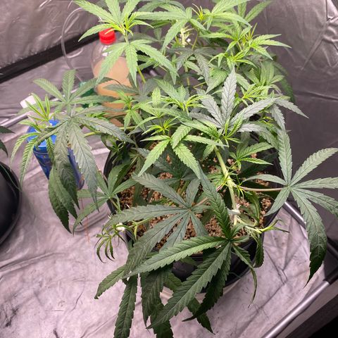MD growlog timeline photo
