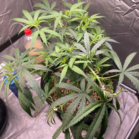 MD growlog timeline photo