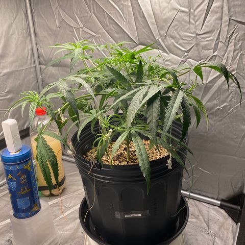 MD growlog timeline photo