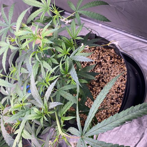 MD growlog timeline photo