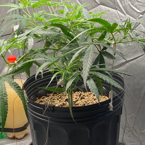 MD growlog timeline photo