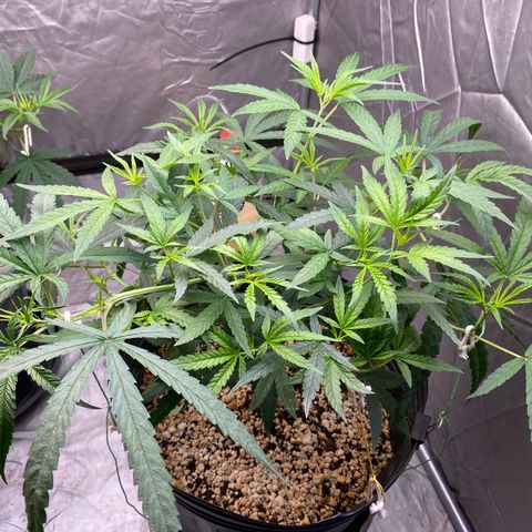 MD growlog timeline photo