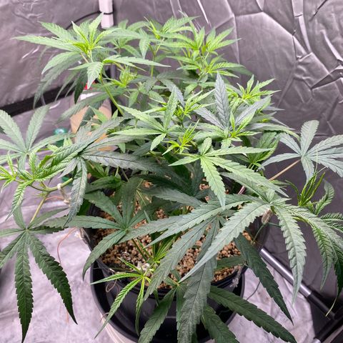 MD growlog timeline photo