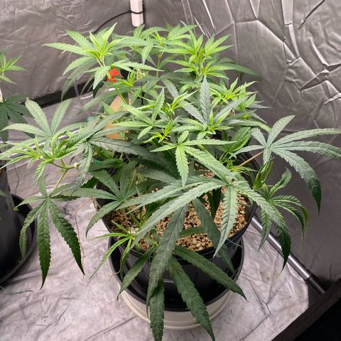 MD growlog timeline photo
