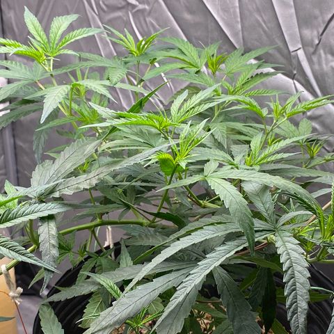 MD growlog timeline photo