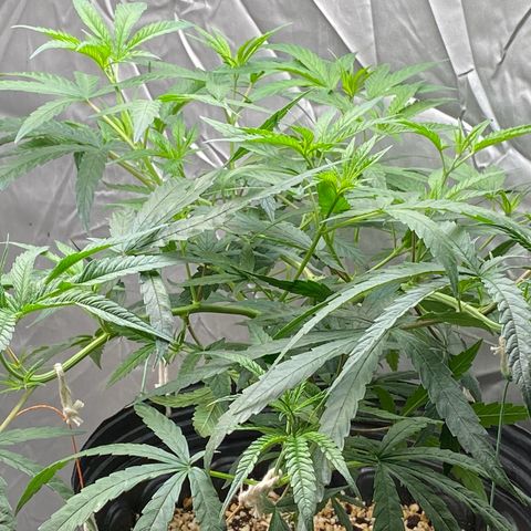 MD growlog timeline photo