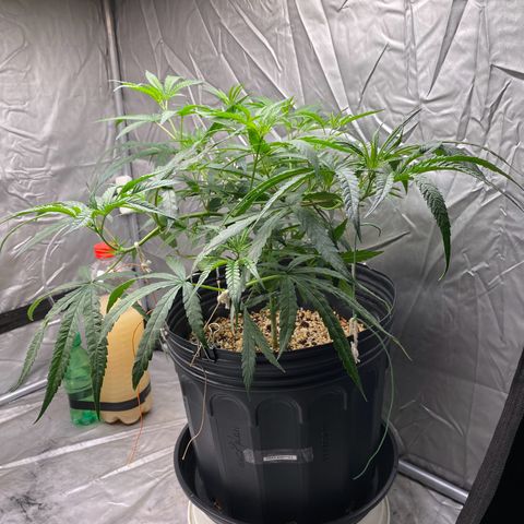 MD growlog timeline photo