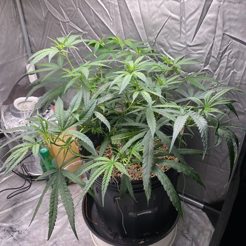 MD growlog timeline photo