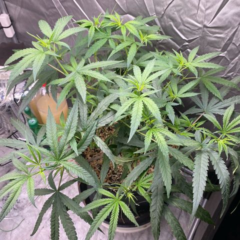 MD growlog timeline photo