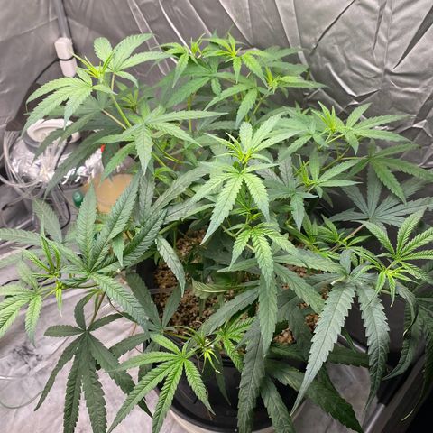 MD growlog timeline photo