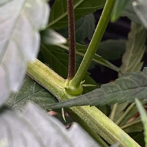 MD growlog timeline photo
