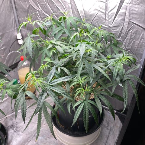 MD growlog timeline photo