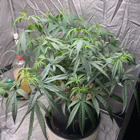 MD growlog timeline photo