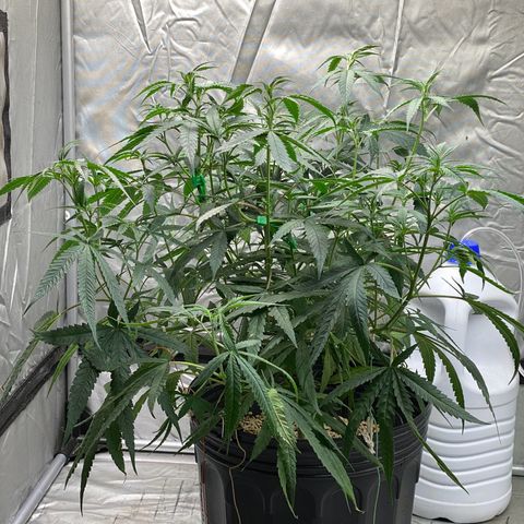 MD growlog timeline photo