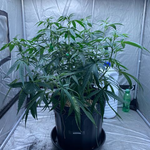 MD growlog timeline photo