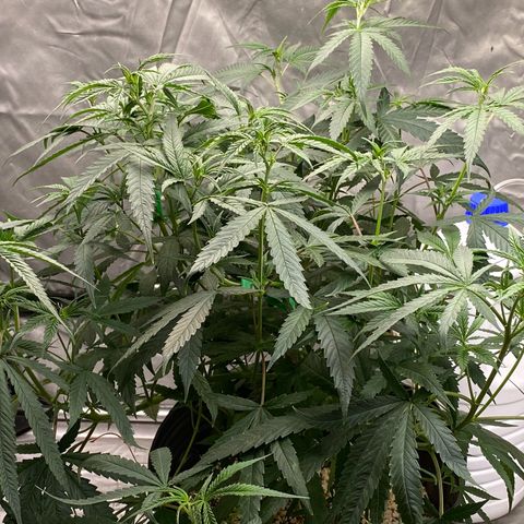 MD growlog timeline photo
