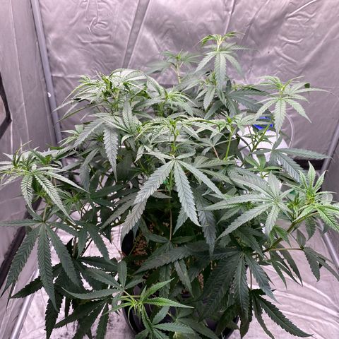MD growlog timeline photo