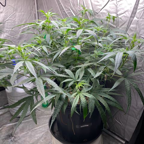 MD growlog timeline photo