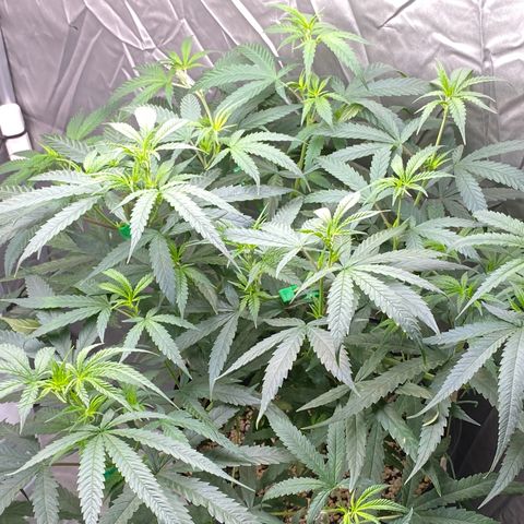 MD growlog timeline photo