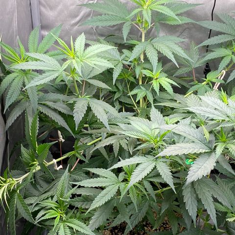 MD growlog timeline photo