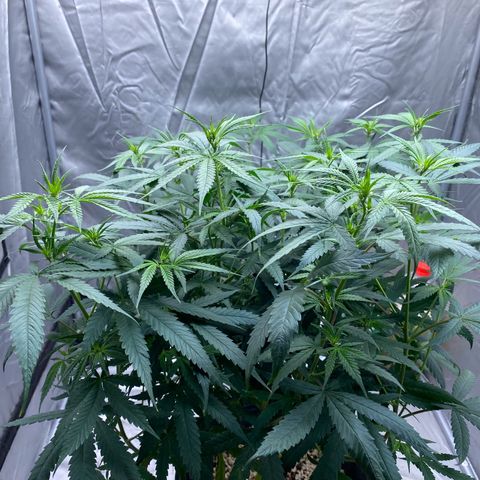 MD growlog timeline photo