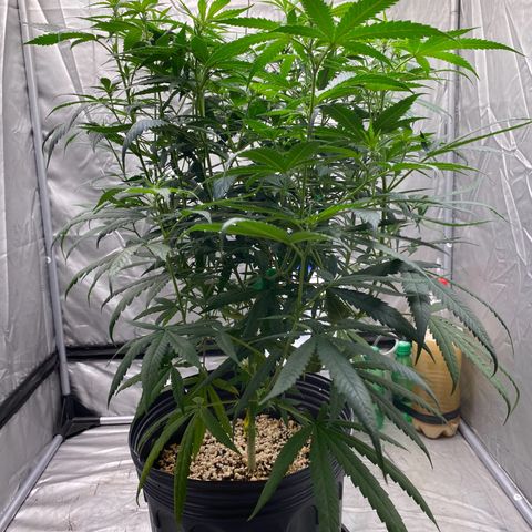 MD growlog timeline photo