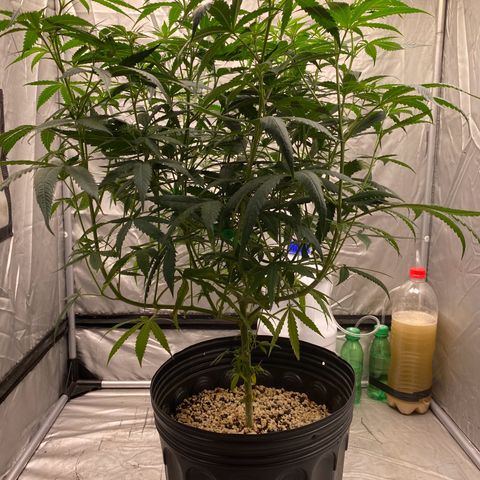 MD growlog timeline photo