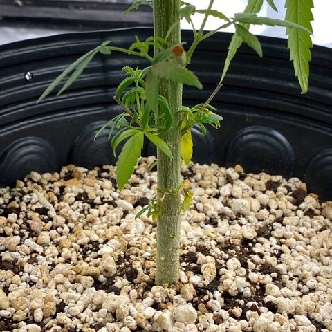 MD growlog timeline photo