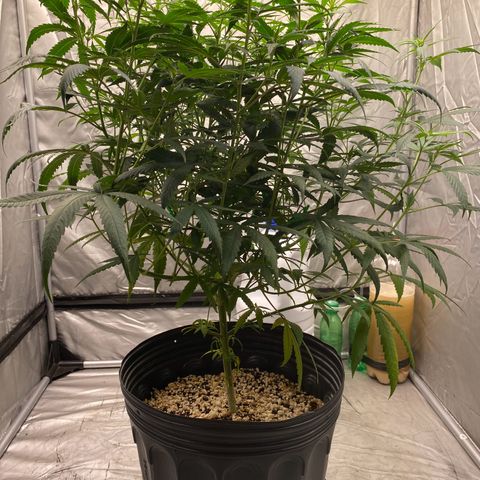 MD growlog timeline photo