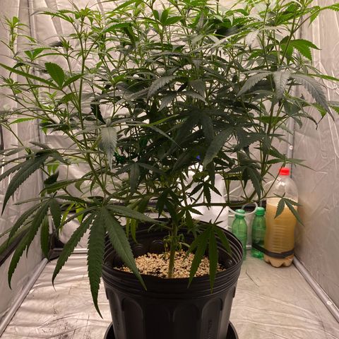 MD growlog timeline photo