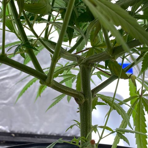 MD growlog timeline photo