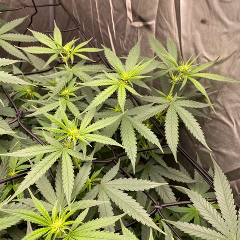 MD growlog timeline photo