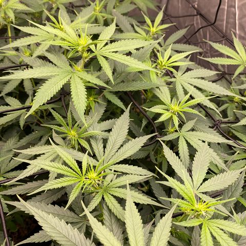 MD growlog timeline photo