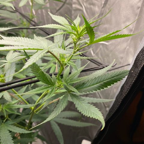 MD growlog timeline photo