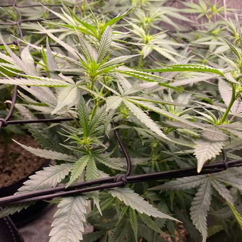 MD growlog timeline photo